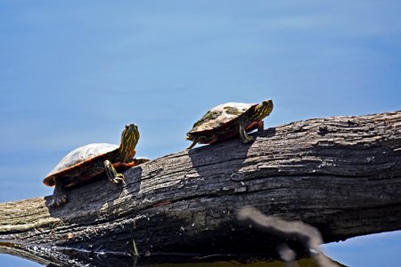 Painted turtles basking in the sun on a log photo