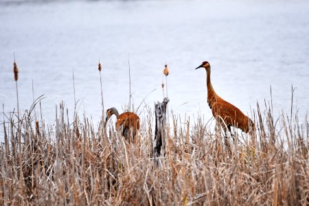 Sandhill cranes foraging photo