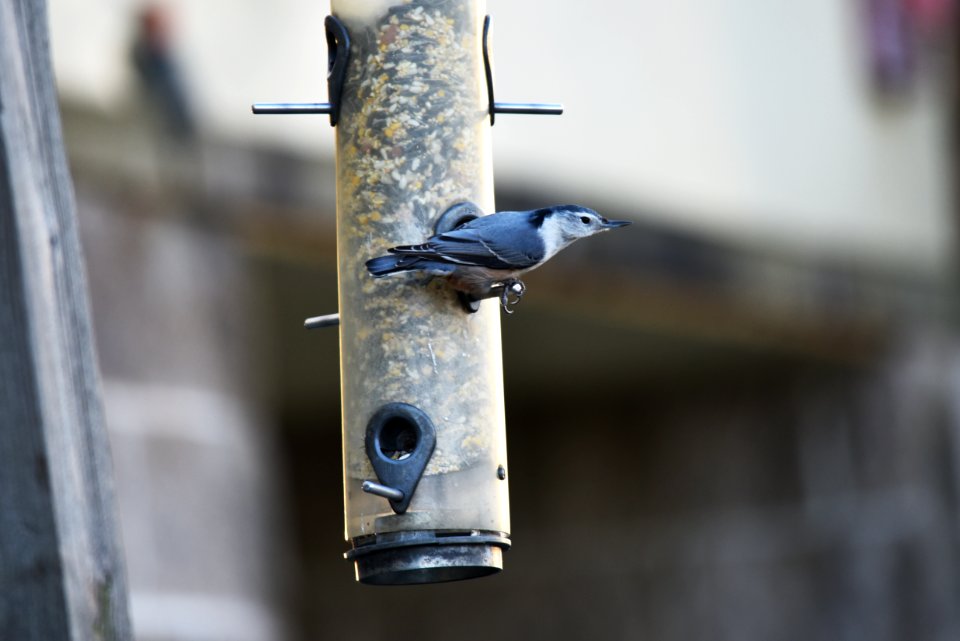 White-breasted nuthatch visiting a feeder at Minnesota Valley National Wildlife Refuge