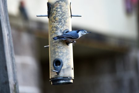 White-breasted nuthatch visiting a feeder at Minnesota Valley National Wildlife Refuge photo