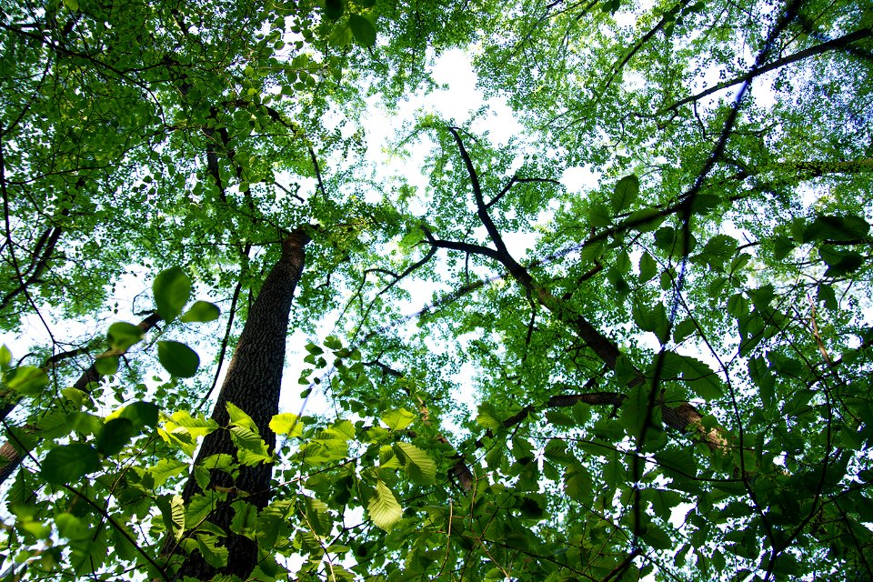 Oak saplings under tuliptree canopy
