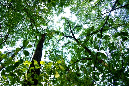 Oak saplings under tuliptree canopy