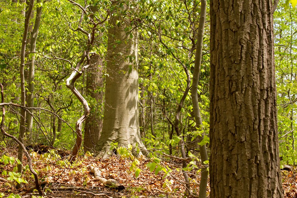 Oak - Beech / Heath Forest