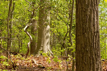 Oak - Beech / Heath Forest photo