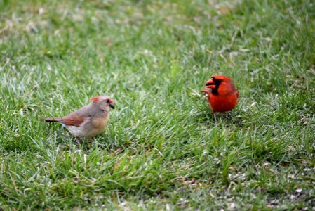 Northern cardinal pair photo