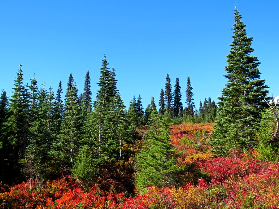 Autumn at Skyline Trail at Mt. Rainier NP in WA