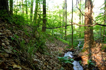 Rivulet after a spring rain photo