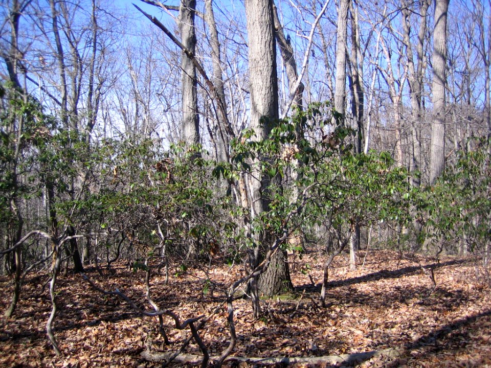 Mountain laurel and chestnut oak