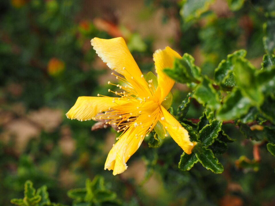 Yellow leaves jagged