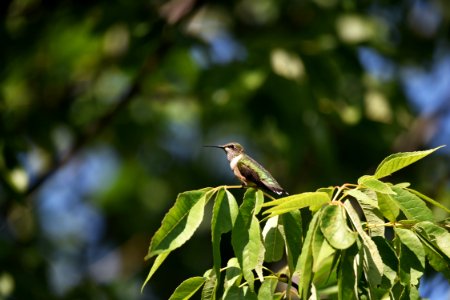 Ruby-throated hummingbird photo