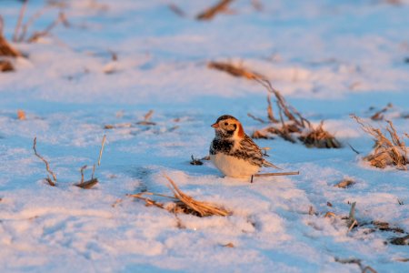 Lapland longspur
