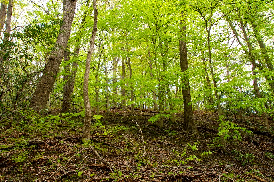 Hillside of Oak Beech / Heath Forest