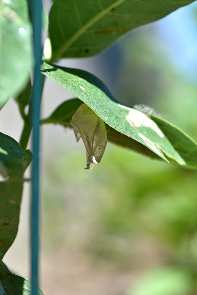 Empty monarch chrysalis photo