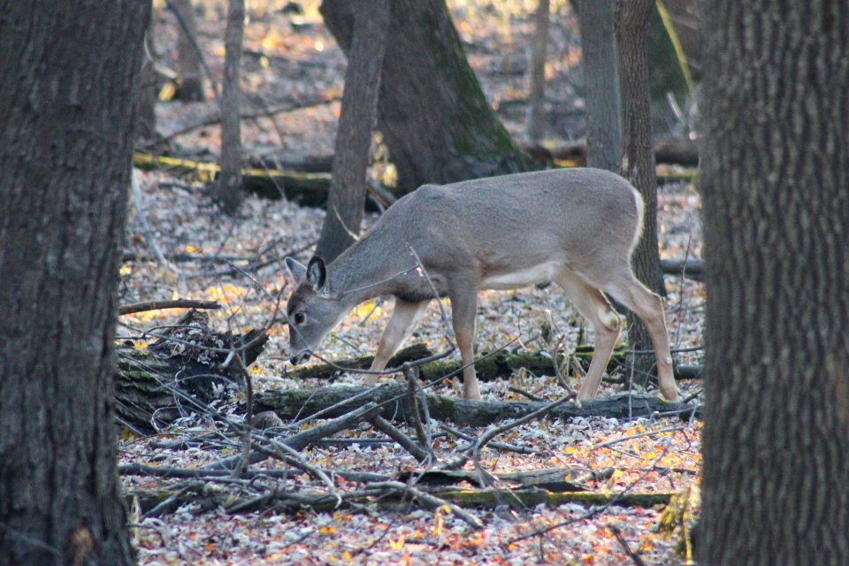 White-tailed deer