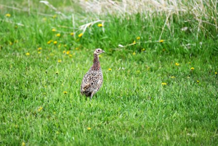 Ring-necked pheasant photo