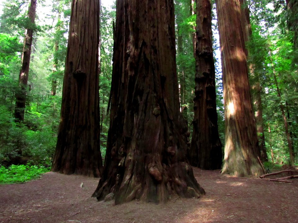 Avenue of the Giants at Redwoods in California