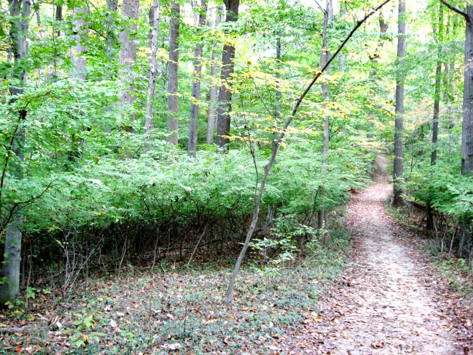 Deer-browsed shrubs