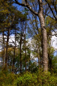 Coastal Plain Oak Forest