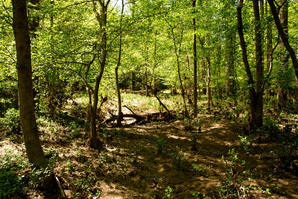 Floodplain disturbance
