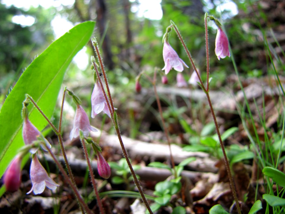 Star-flower  at Huron National Wildlife Refuge
