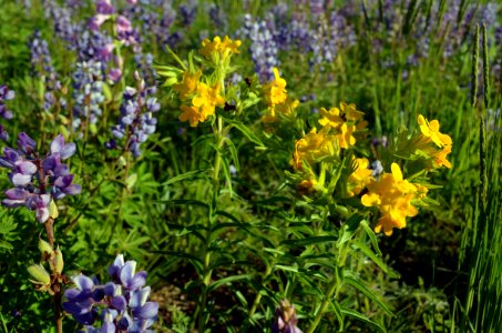 Hoary Puccoon and Wild Lupine