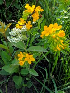 Oval-leaf Milkweed and Hoary Puccoon