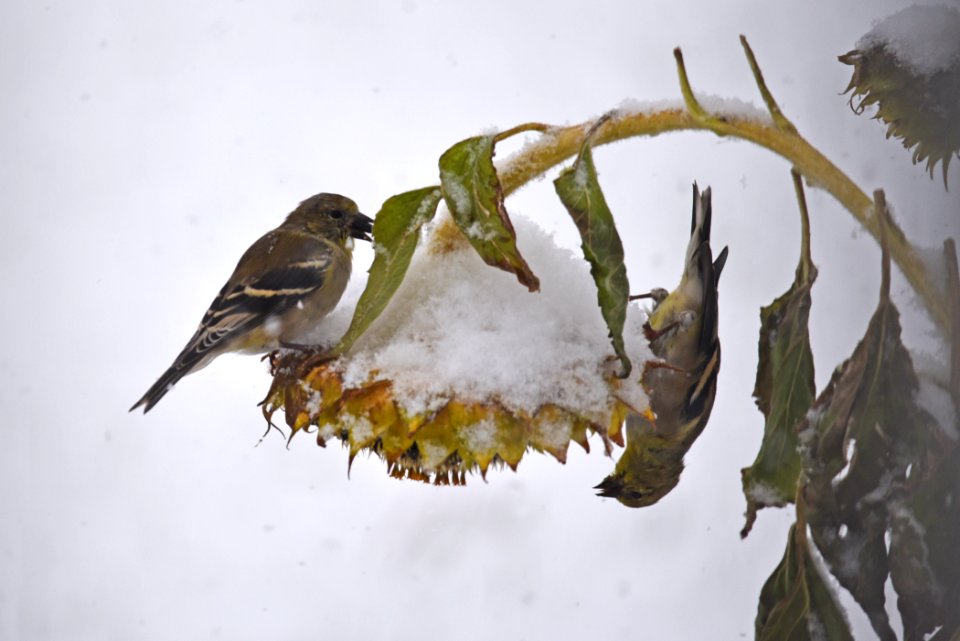 American goldfinch pair