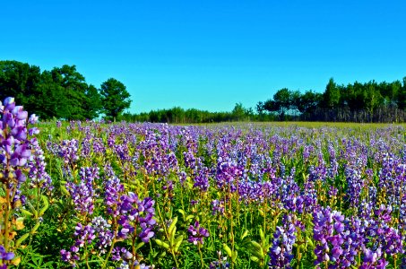 Wild Lupine and Oak Savanna photo