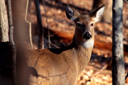 White-tailed deer