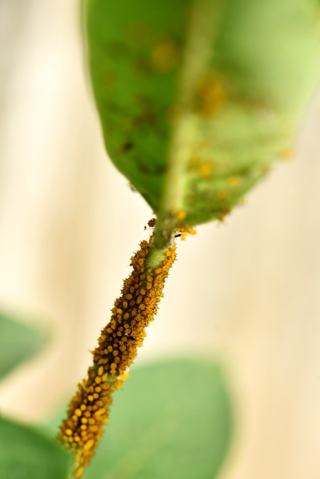Oleander aphids on common milkweed