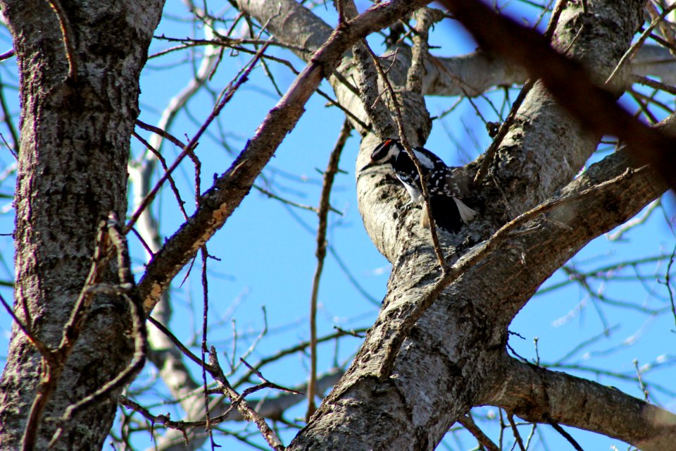 Hairy Woodpecker photo