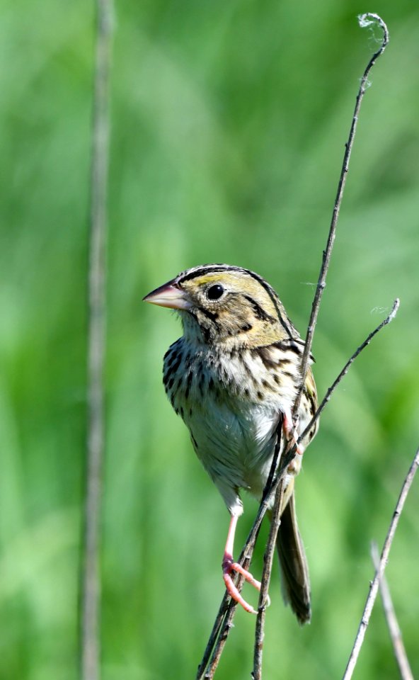 Henslow's sparrow photo