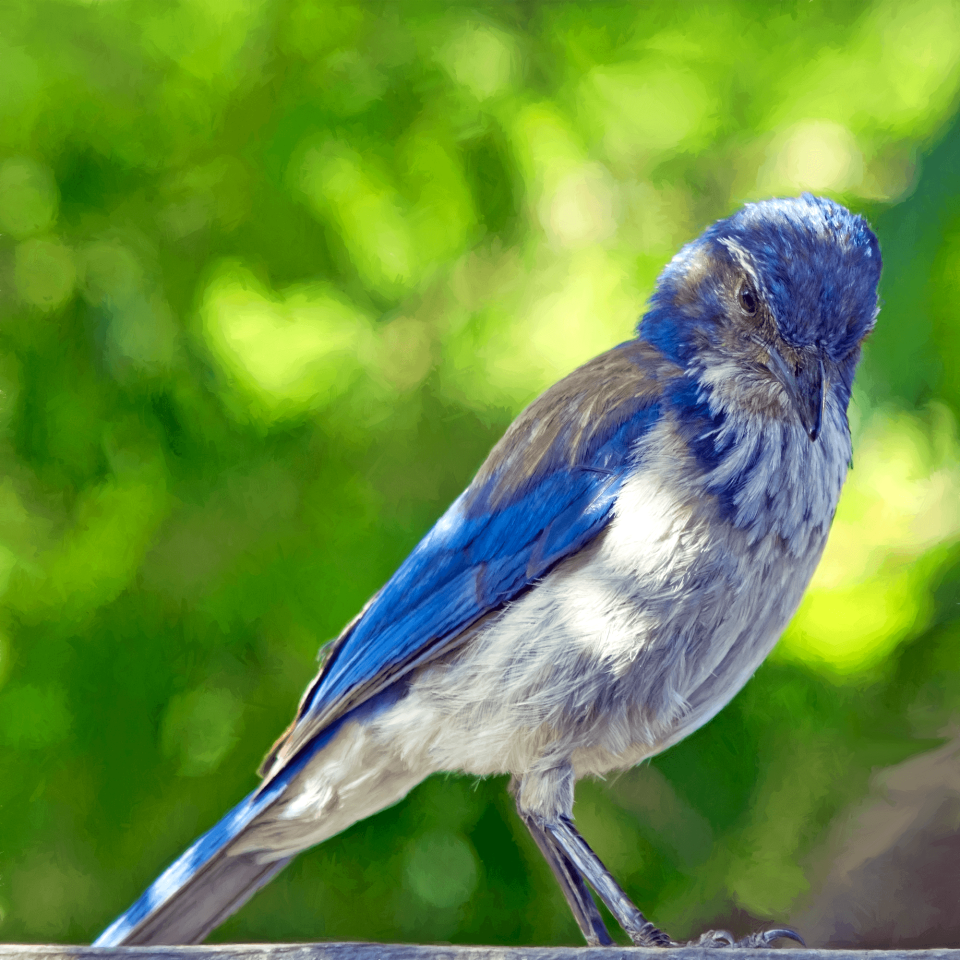 Blue grey feathers