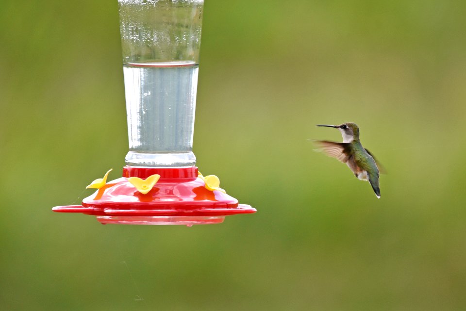 Ruby-throated hummingbird