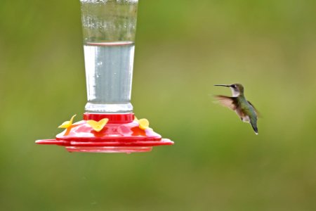 Ruby-throated hummingbird photo