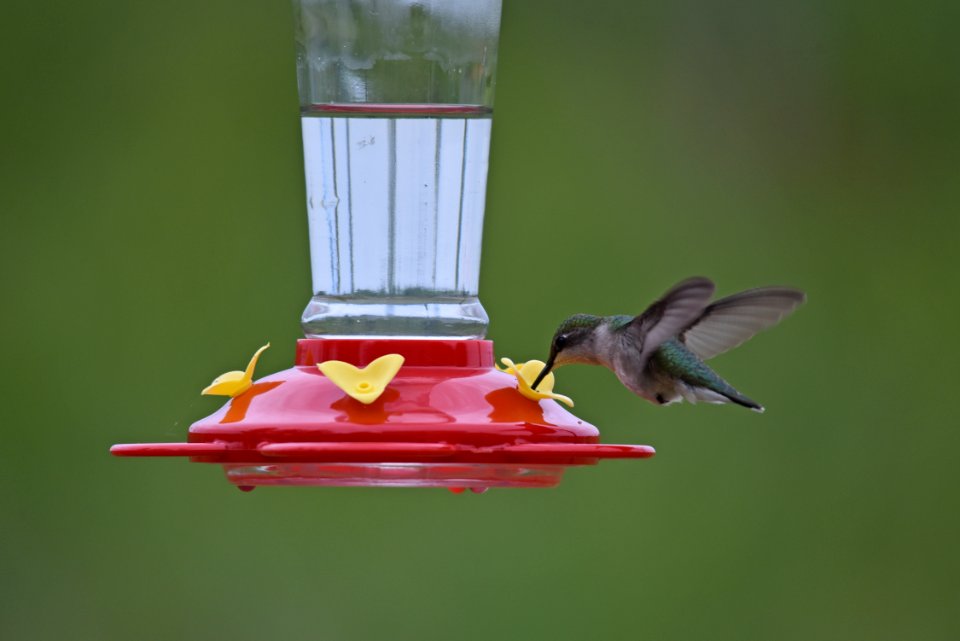 Ruby-throated hummingbird