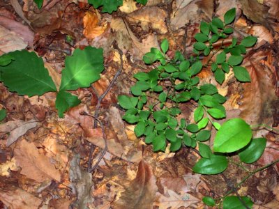 Low plants of the Mixed Oak / Heath Forest