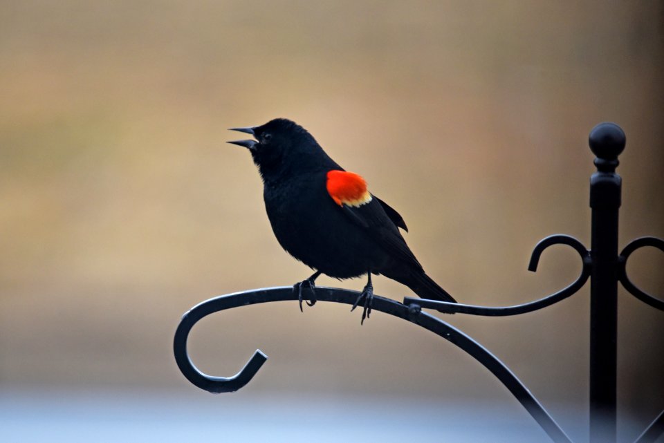 Red-winged blackbird photo