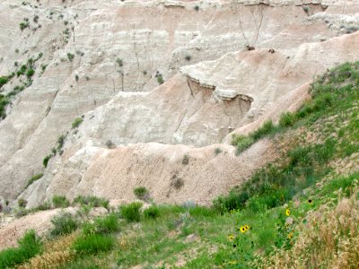 Sheep at Badlands NP in SD photo