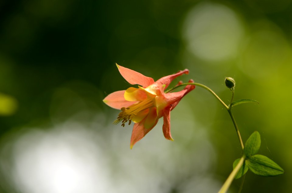 Columbine in bloom