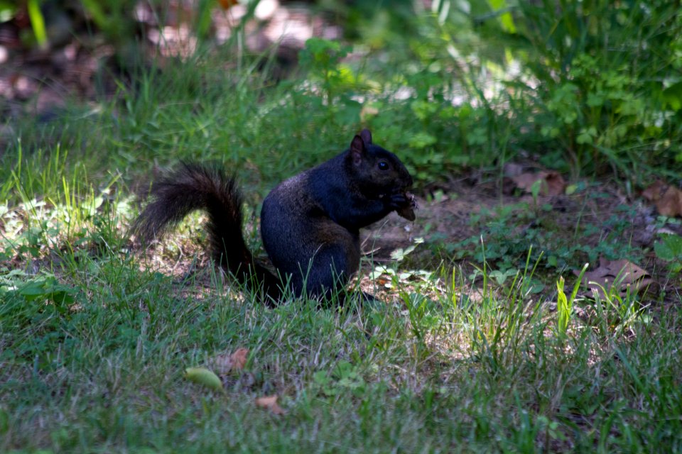 Black phase gray squirrel