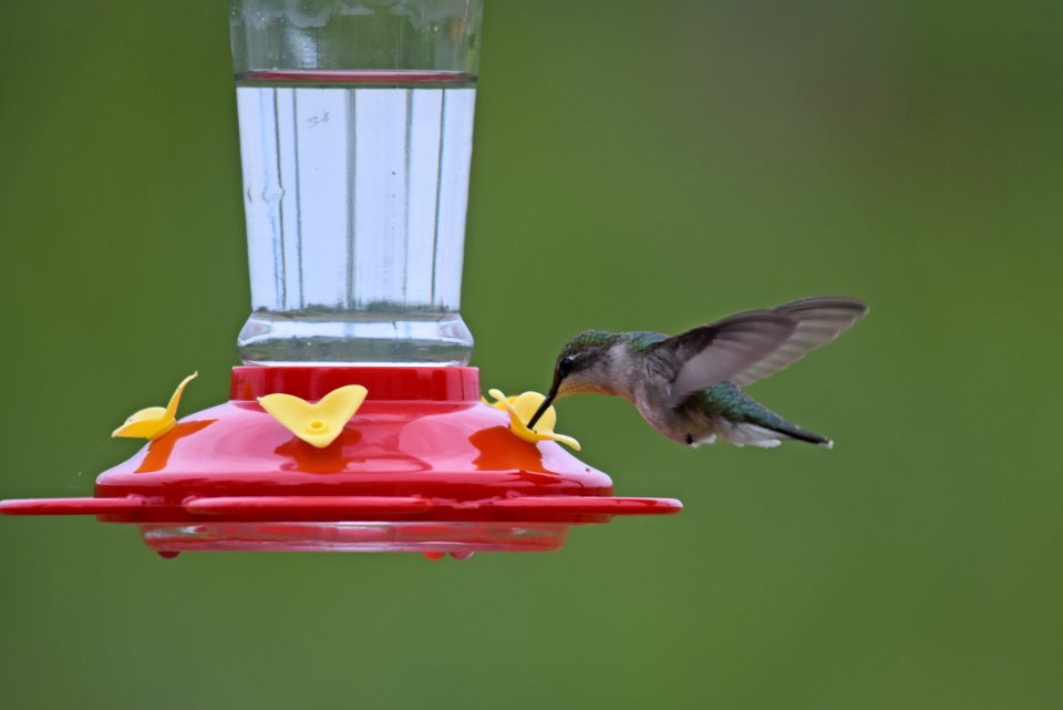 Ruby-throated hummingbird