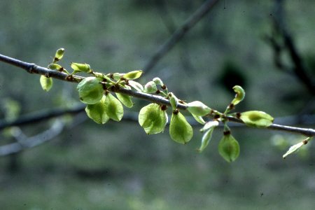 Slippery elm