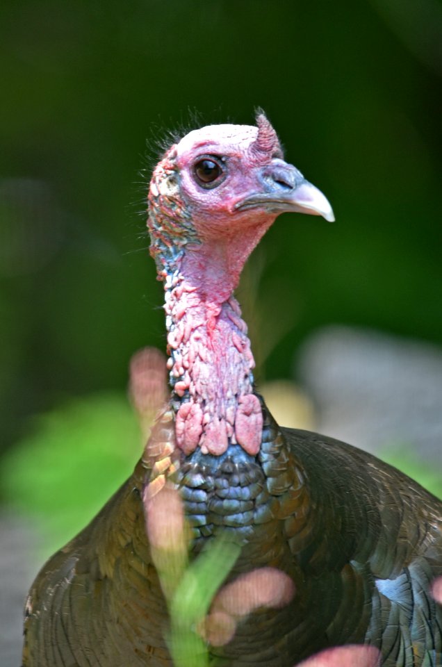 Wild Turkey