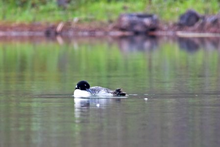 Common Loon photo