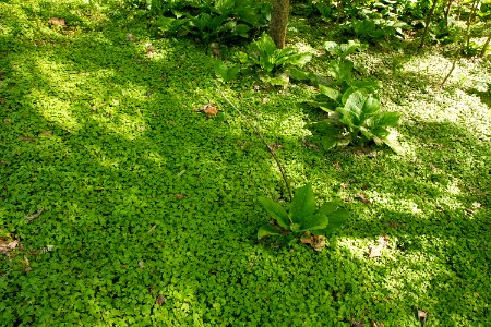 Invasive lesser celandine / Fig buttercup photo