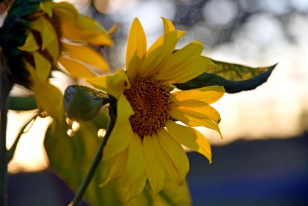 Common sunflower