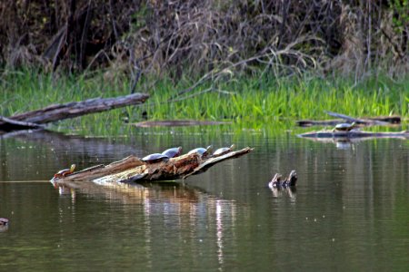 Western Painted Turtles photo