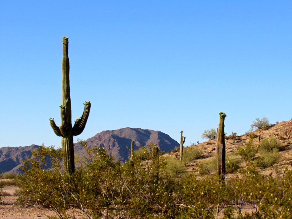Sonoran Desert NM in AZ