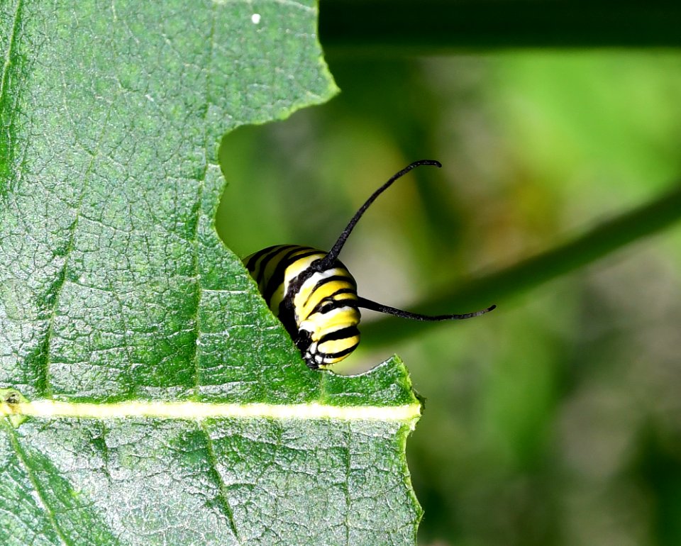 Monarch caterpillar on common milkweed